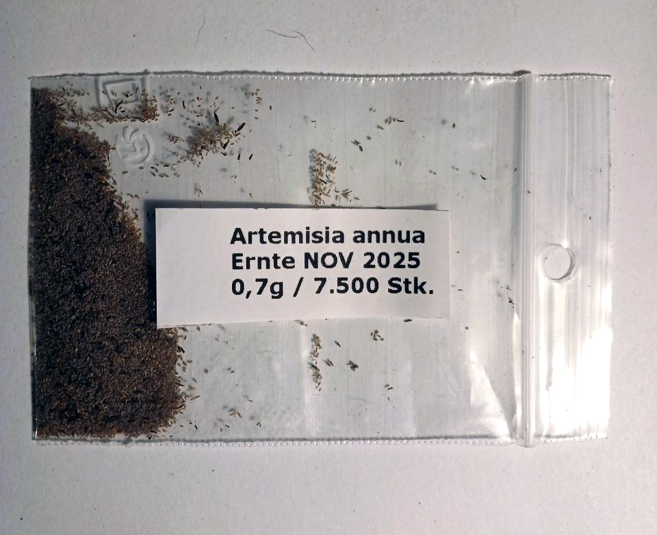 Artemisia annua Samen 0,5 Gramm